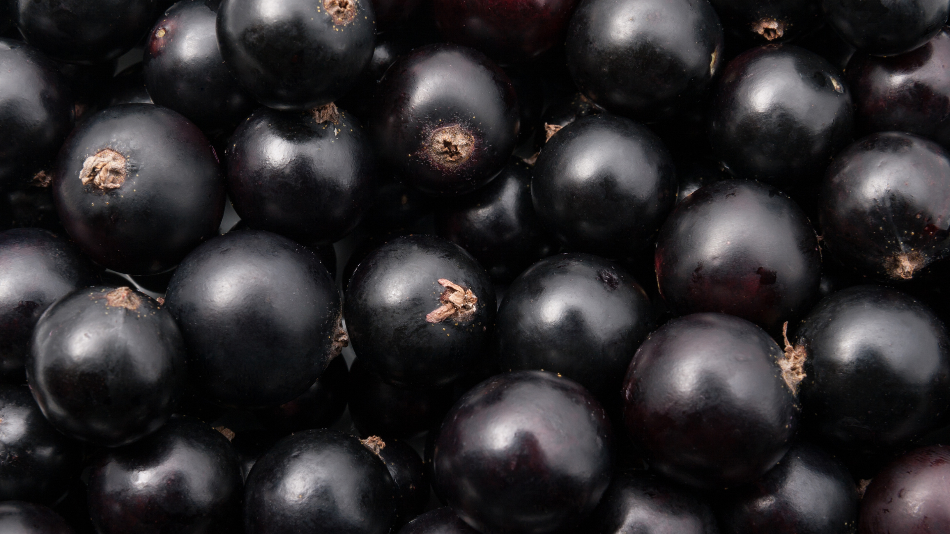 Blackcurrant_f57d8458-6031-4434-b1c4-2ba9e43a2888.png