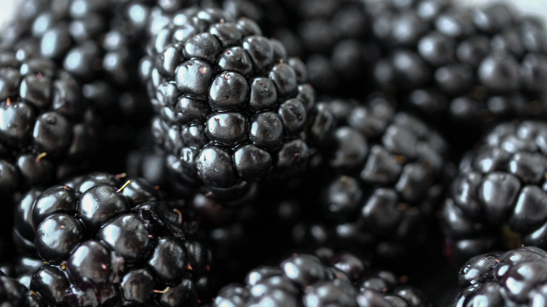 Boysenberry_08de848d-f219-41f7-ad45-66c495abc8b4.png