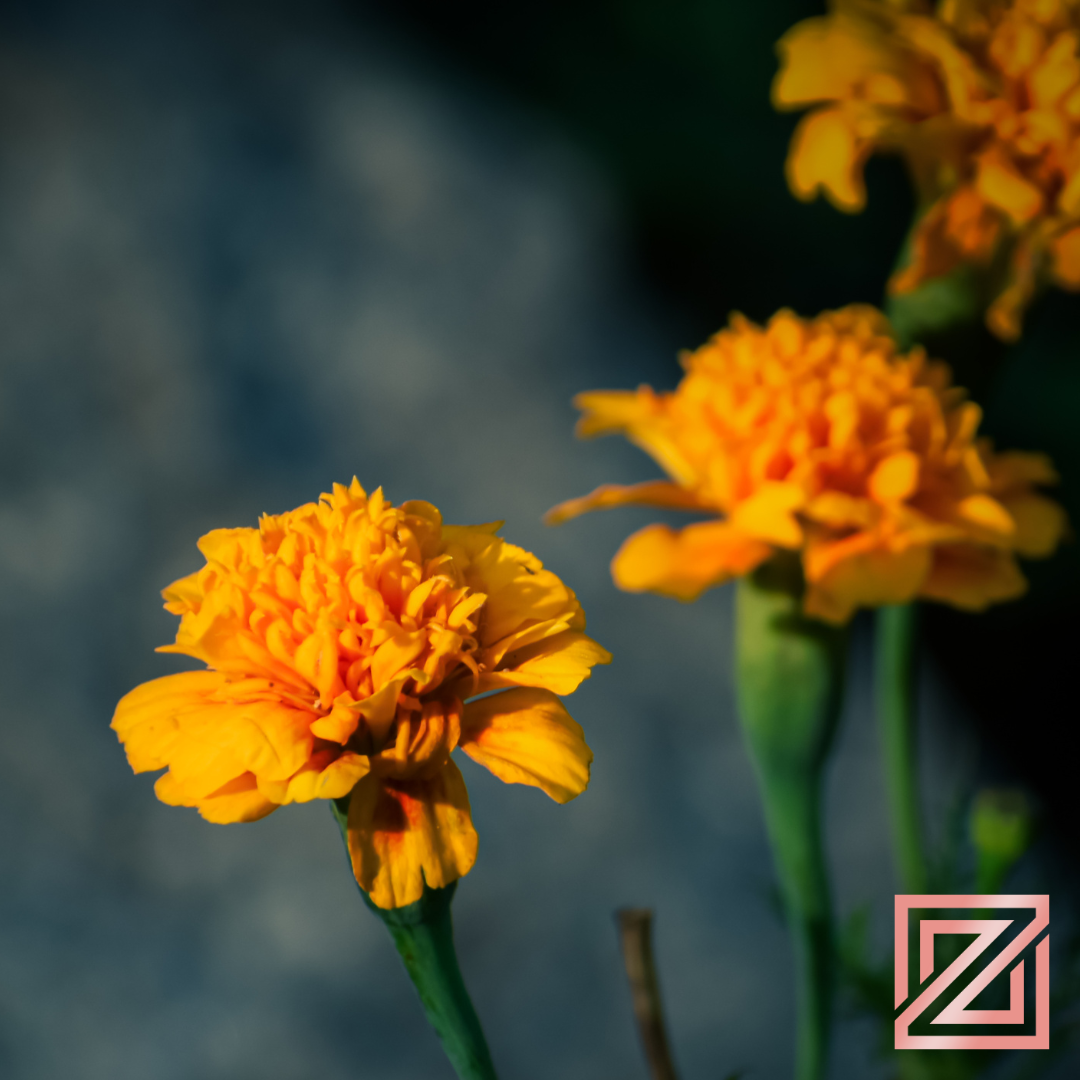 Calendula_Oil_Marigold_58cf2f98-50d3-4d0f-b628-01fac03b98fb.png