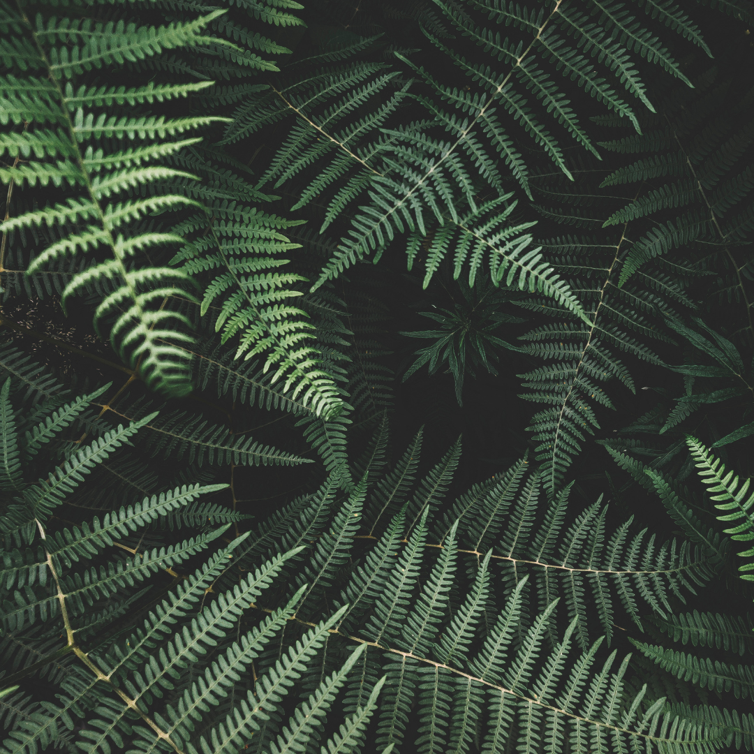 NZ_Fern_Extract.png